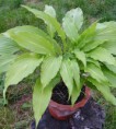 Hosta Green Fountain